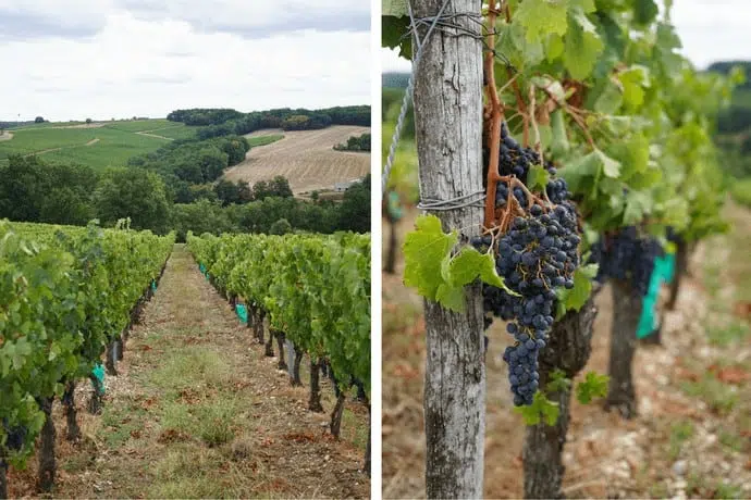 Grapevines France. Walking at the little french retreat