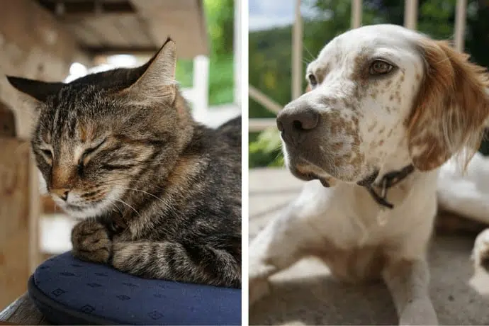 Dog & cat at yoga retreat france.