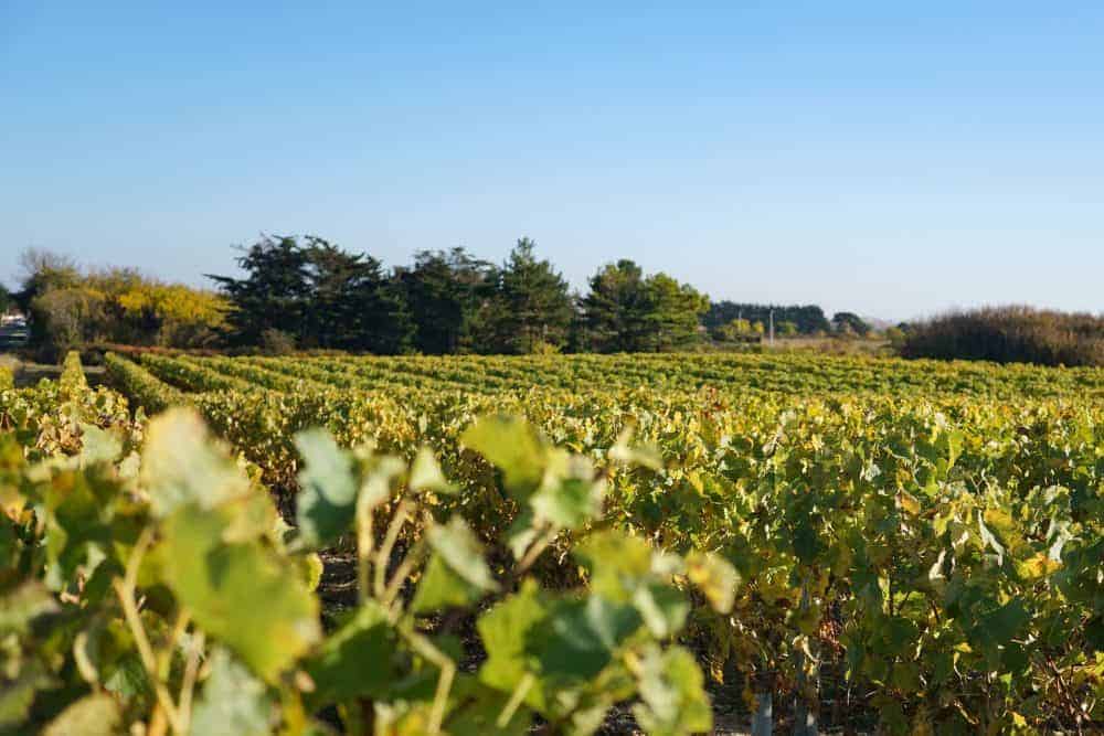 Vineyards oleron island, France