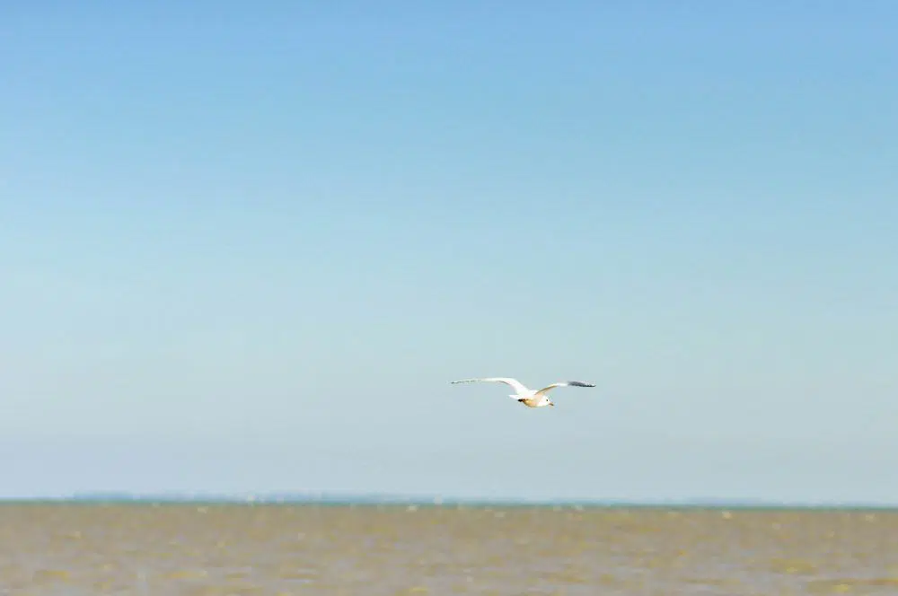 Seagull over Fort Royer Beach, Oleron Island