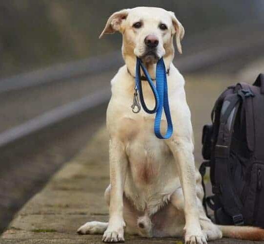 Moving pets overseas. Moving Dogs internationally.