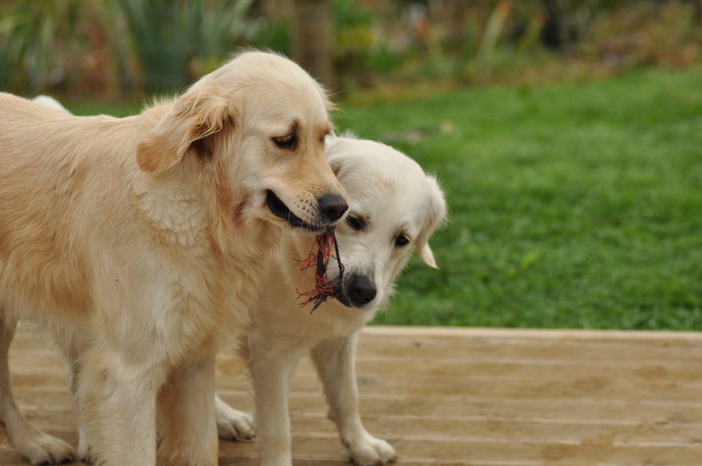 Top Tips for Moving Pets Abroad A Tale of Two Retrievers
