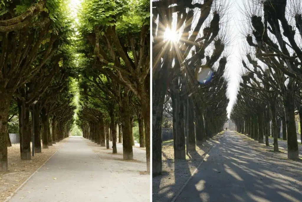 Saintes, France. Trees through the seasons.