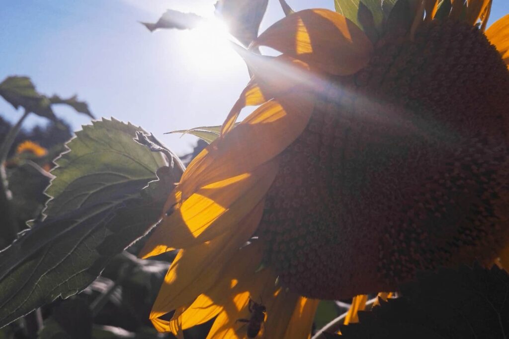 Sunflower fields near Saintes, France