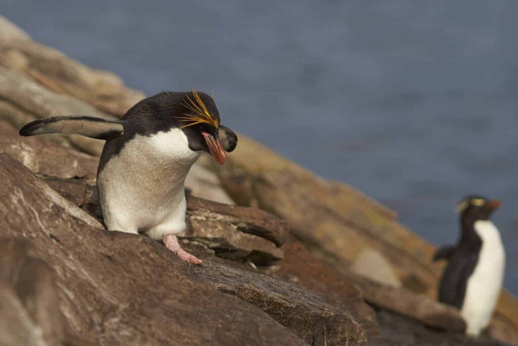 Macaroni Penguin. Best place to see penguins in the Falkland Islands. Falkland Island penguins.