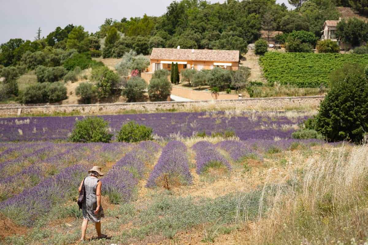 Lavender fields around Rustrel, France