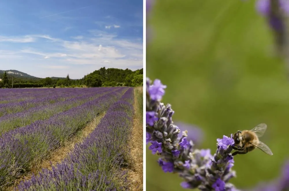 Lavender fields of the Luberon. Finding lavender in Provence, France.