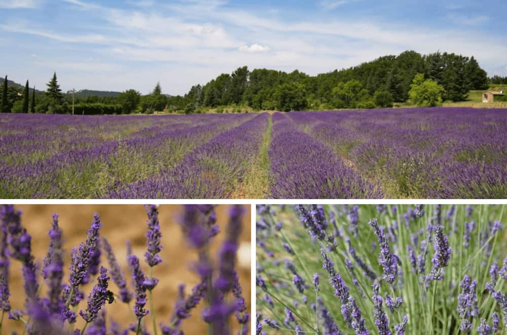 Where to find lavender in Provence. Exploring the lavender fields around Rustrel in the Luberon.