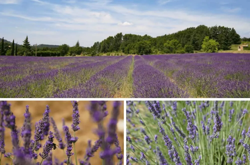Where to find lavender in Provence. Exploring the lavender fields around Rustrel in the Luberon.