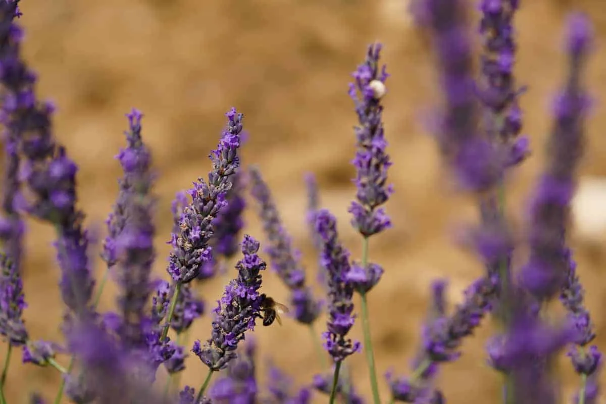 Lavender Museum in Provence