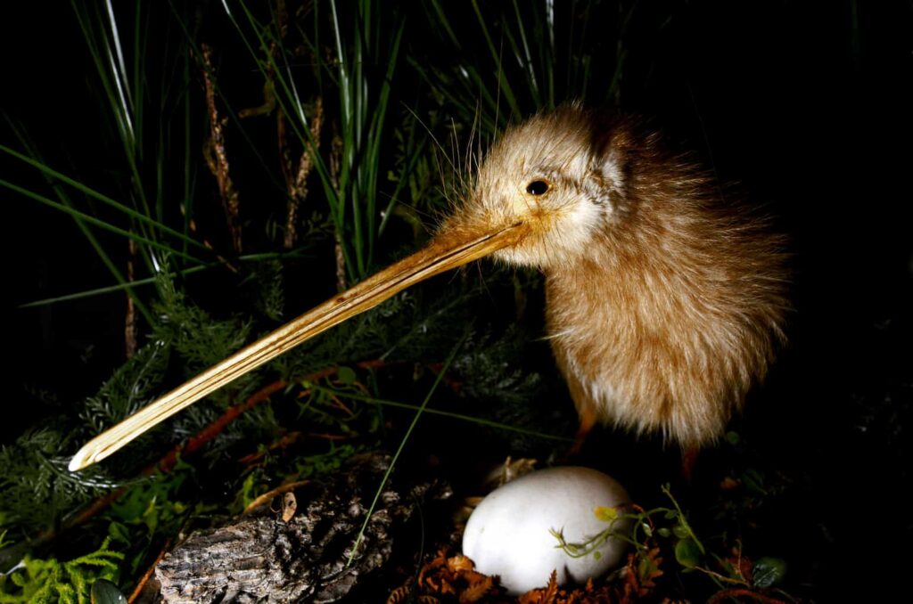 Southern Brown Kiwi spotted on the Rakiura Track on Stewart Island one of New Zealand's Great Walks.