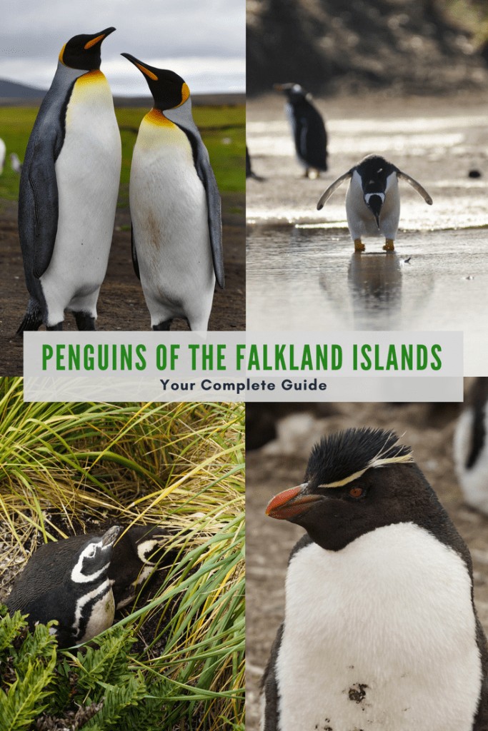 Visit the penguins of the Falkland Islands.