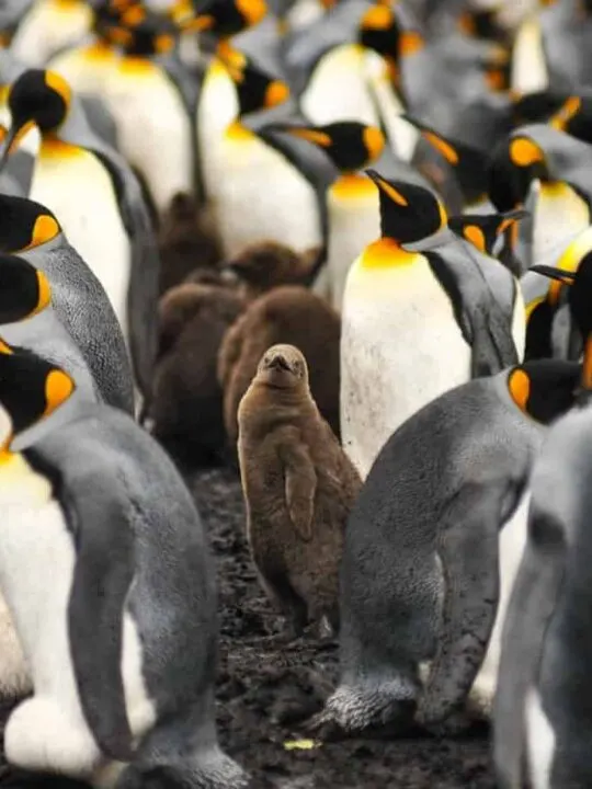 Falkland Islands Penguins. King penguins in the Falkland islands. Volunteer Point.