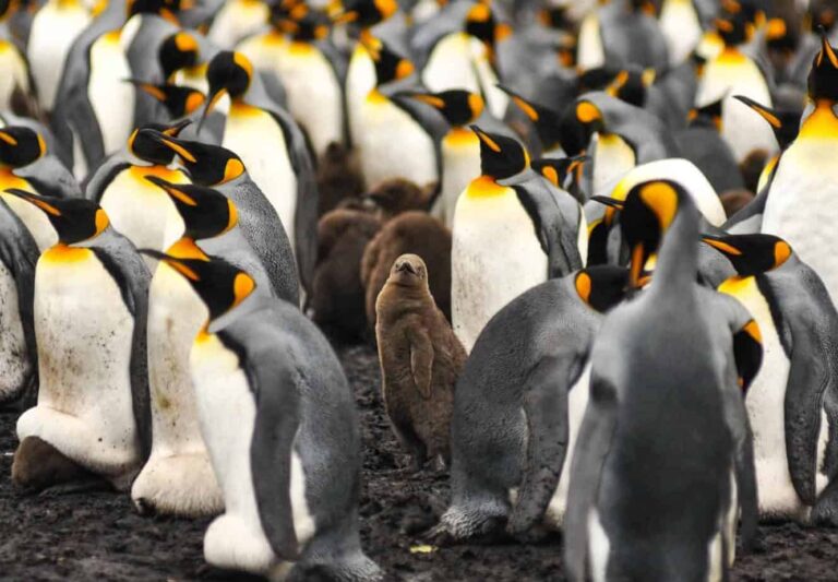 Falkland Islands Penguins. King penguins in the Falkland islands. Volunteer Point.