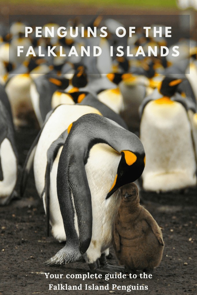 The Falkland Island Penguins are remarkable and plentiful. Find out everything you need to know about Falkland Island penguins, here.