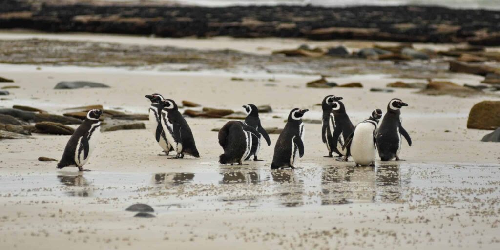 Magellanic Penguins. Falklands Islands Penguins.