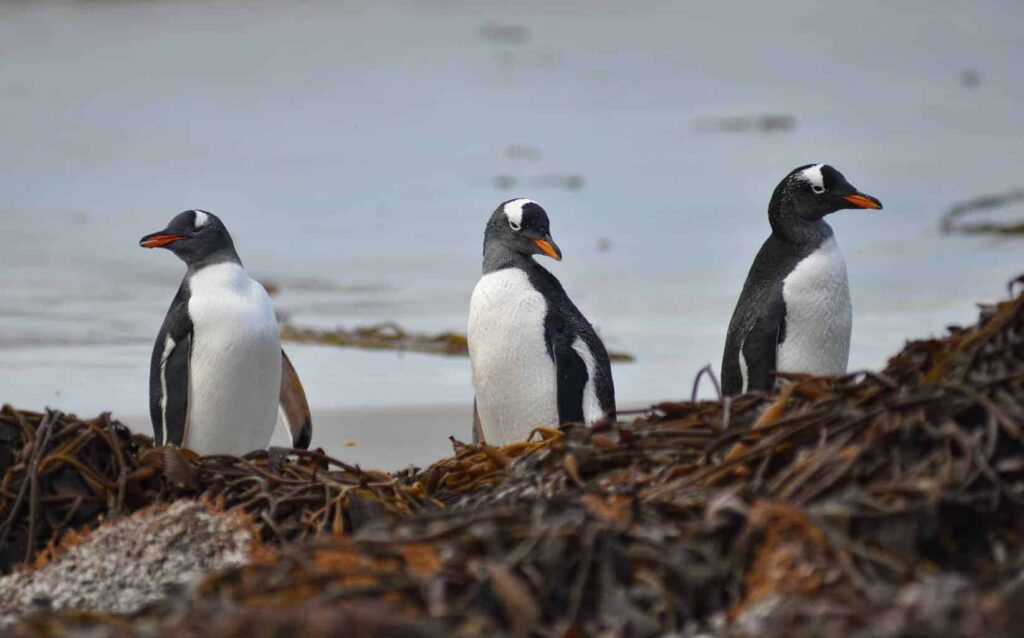 Gentoo penguins in the Falkland Islands. Best place to see the Falkland Islands penguins