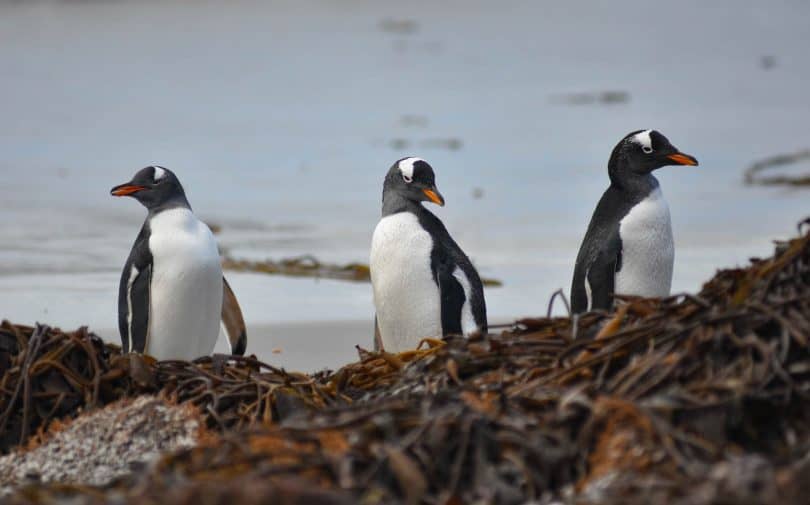 falkland islands penguin tour