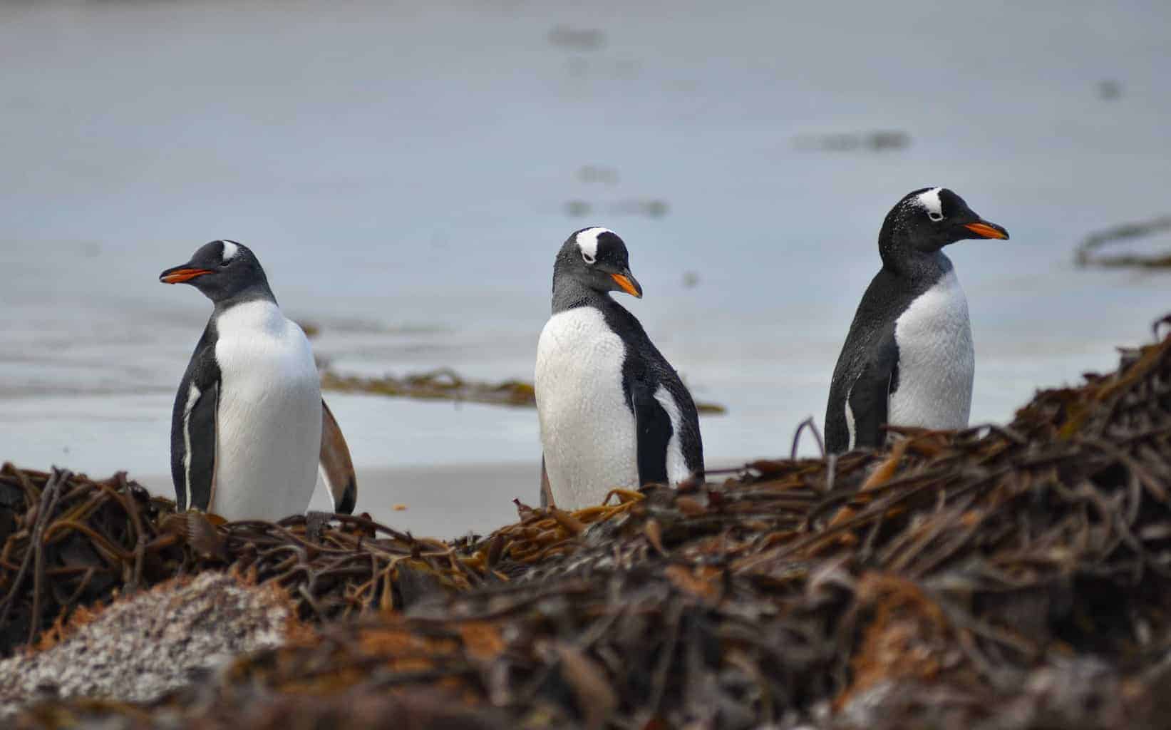 Gentoo penguins in the Falkland Islands. Best place to see the Falkland