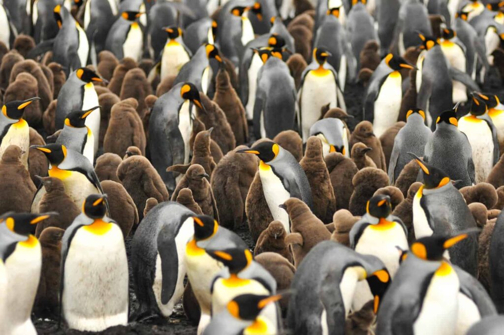 Falkland Islands Penguins. Best place to see penguins in the wild.