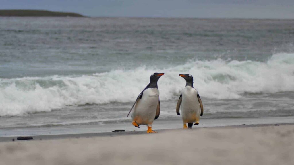 Gentoo penguins in the Falkland Islands. Falkland Island penguins.