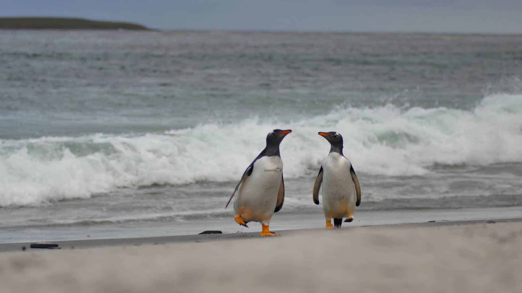 A Complete Guide to the Falkland Islands Penguins