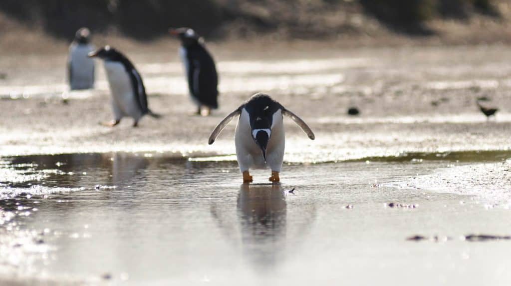 Best place to see penguins in the wild. Penguins Falkland Islands