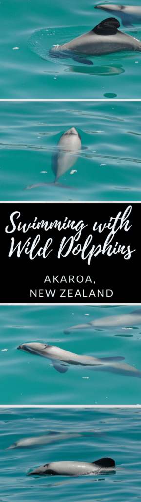 Swimming with wild dolphins in New Zealand is an incredible experience that should not be missed. Learn the best place to swim with dolphins in New Zealand.