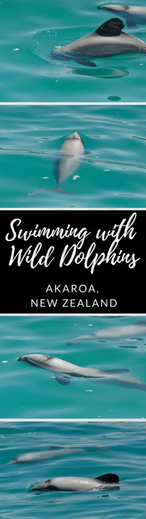 Swimming with wild dolphins in New Zealand is an incredible experience that should not be missed. Learn the best place to swim with dolphins in New Zealand.