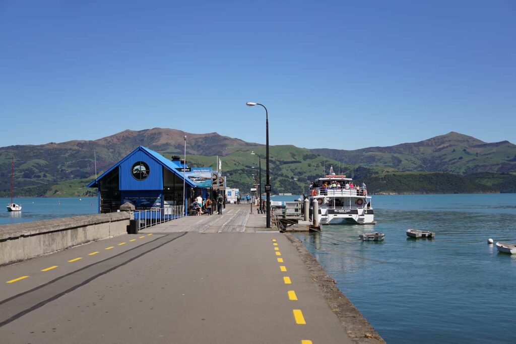 Akaroa Dolphin Swim. Black Cat Cruises Akaroa Dolphin cruise.