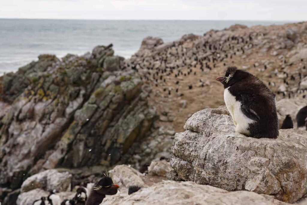 Rockhopper penguins in the Falkland Islands. Best place to see penguins in the wild.