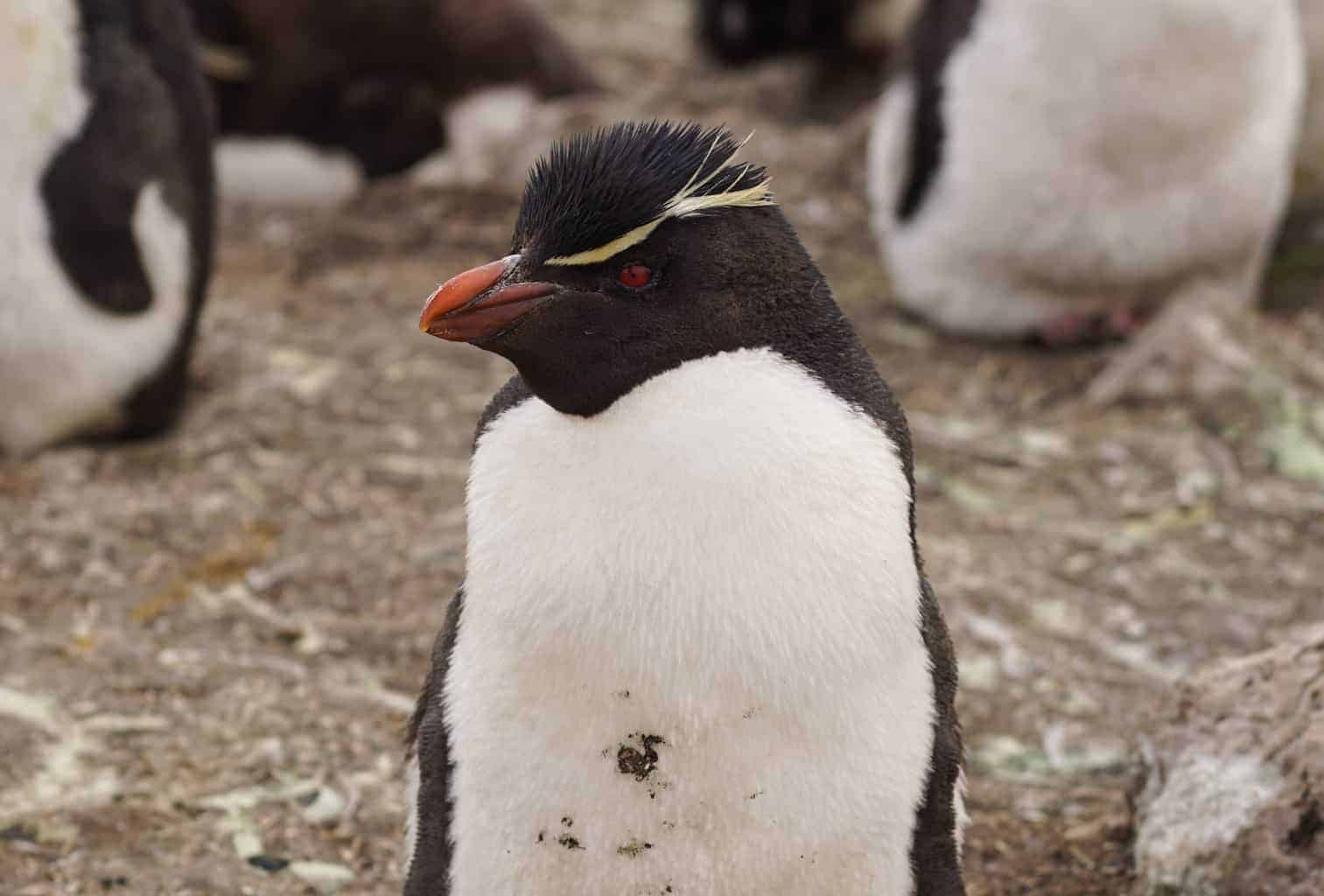 Rockhopper penguins in the Falkland Islands. Falkland Island Penguins