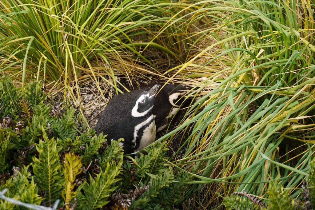 Best place to see penguins. Magellanic penguins in the Falkland Islands.