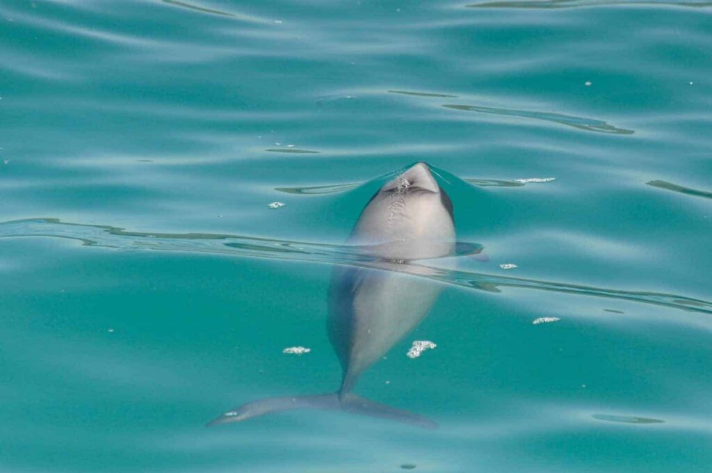 Hector's Dolphins in New Zealand. You can swim with the world's smallest dolphin in New Zealand!