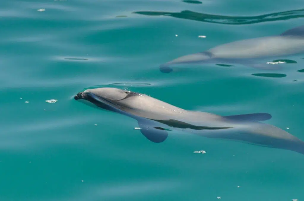 Best place to swim with dolphins in New Zealand. Akaroa Dolphin Cruise.