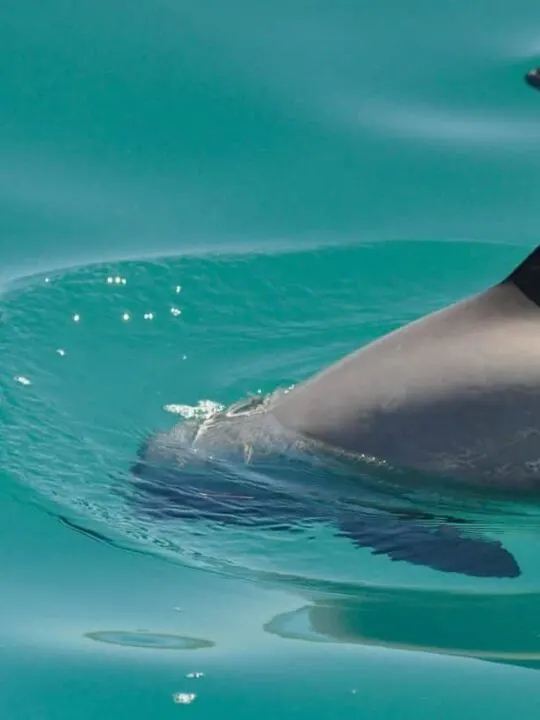 Swimming with dolphins Akaroa, New Zealand. Best place to swim with dolphins in New Zealand.