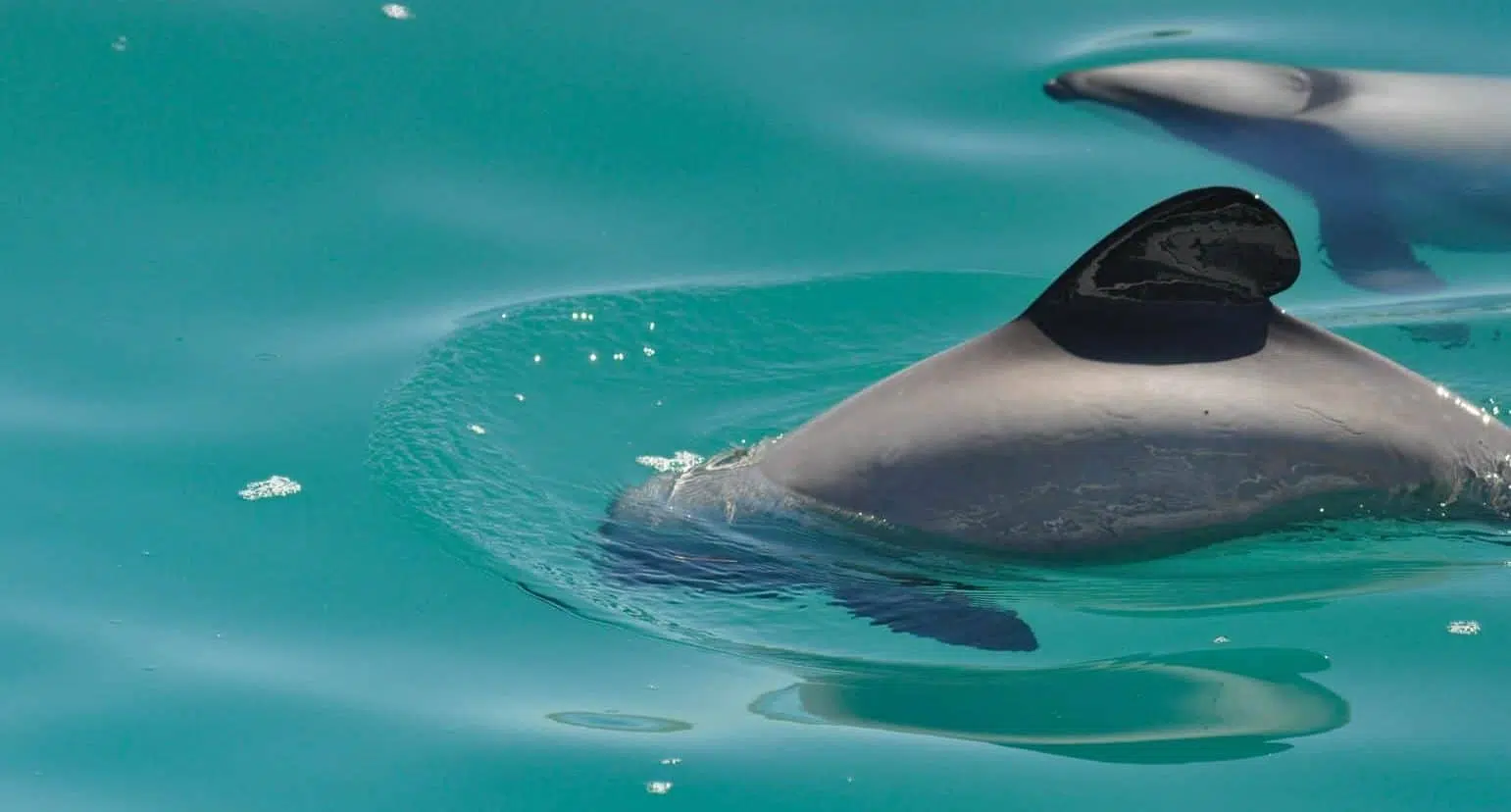 Swimming with dolphins Akaroa, New Zealand. Best place to swim with dolphins in New Zealand.