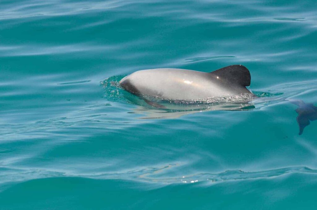 Swimming with dolphins Akaroa, New Zealand. Swimming with wild dolphins.