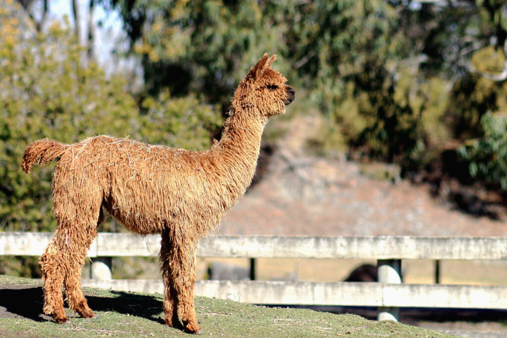 Orana Park is a great kids activity in Christchurch, New Zealand