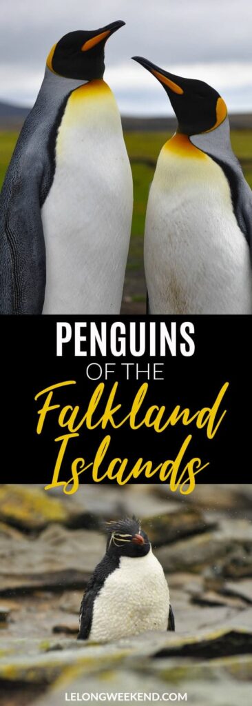 If you love wildlife encounters you can't go past the Falkland Islands as a destination. Home to over a million penguins and 5 different species, you won't be disappointed! Penguins | Wildlife Encounters | Ethical Wildlife Encounters | Falkland Islands | Falklands | Wildlife Destinations | Where to see Penguins in the Wild #penguins #wildlife #birds #falklandislands