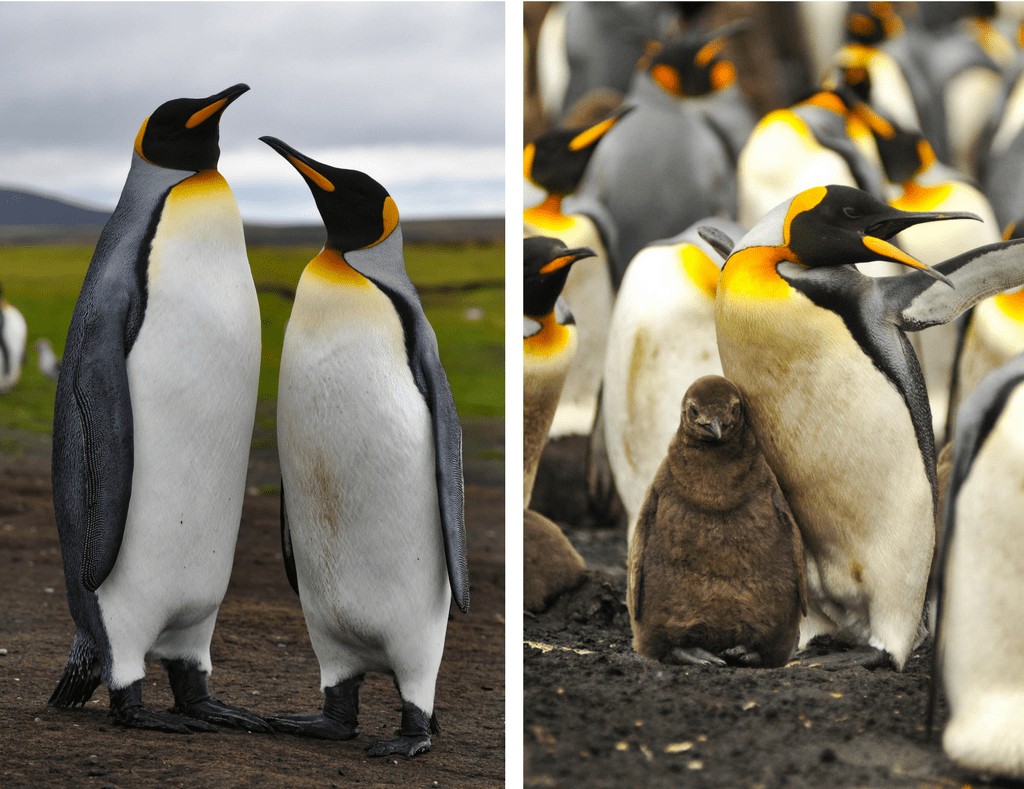 King penguins at Volunteer Point. Falkland Islands Penguins.