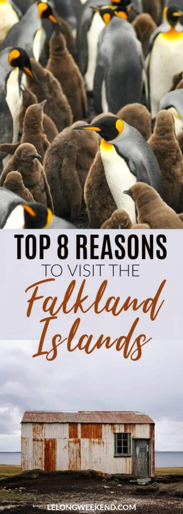 Read why the Falkland Islands deserve a spot of any adventure seekers or wildlife lovers bucket list! Falkland Islands | Adventure Holidays | Wildlife | Wildlife Holidays | Falklands | Penguins | South America | Island Holidays #falklandislands #penguins #