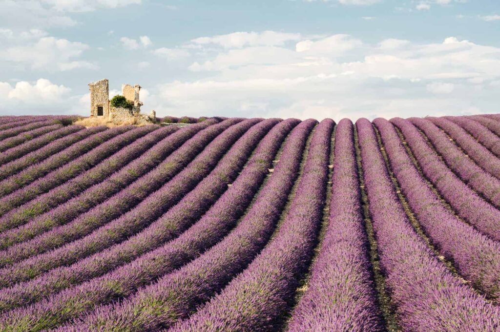 Lavender tour from Aix-en-Provence