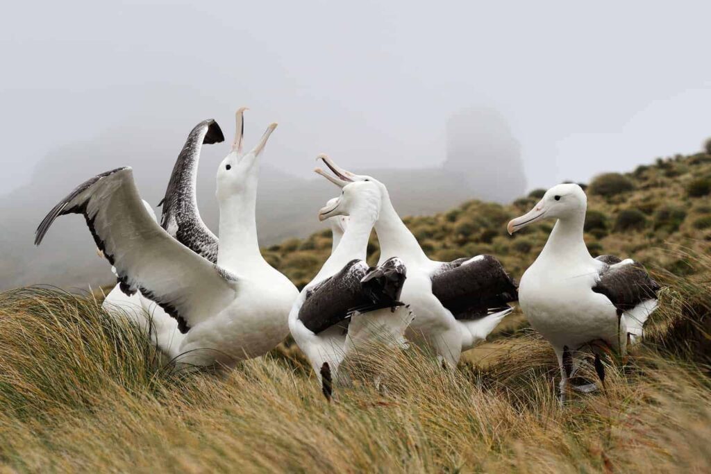 The Royal Albatross Colony near Dunedin is one of the top things to do in New Zealand