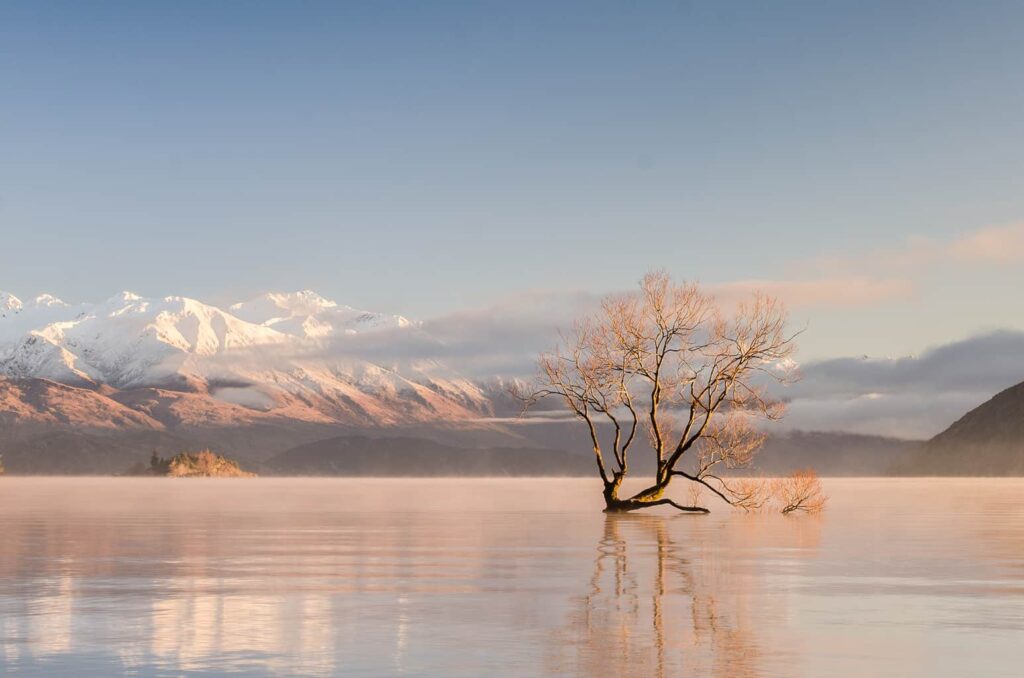 That Wanaka Tree, one of the best things to do in New Zealand