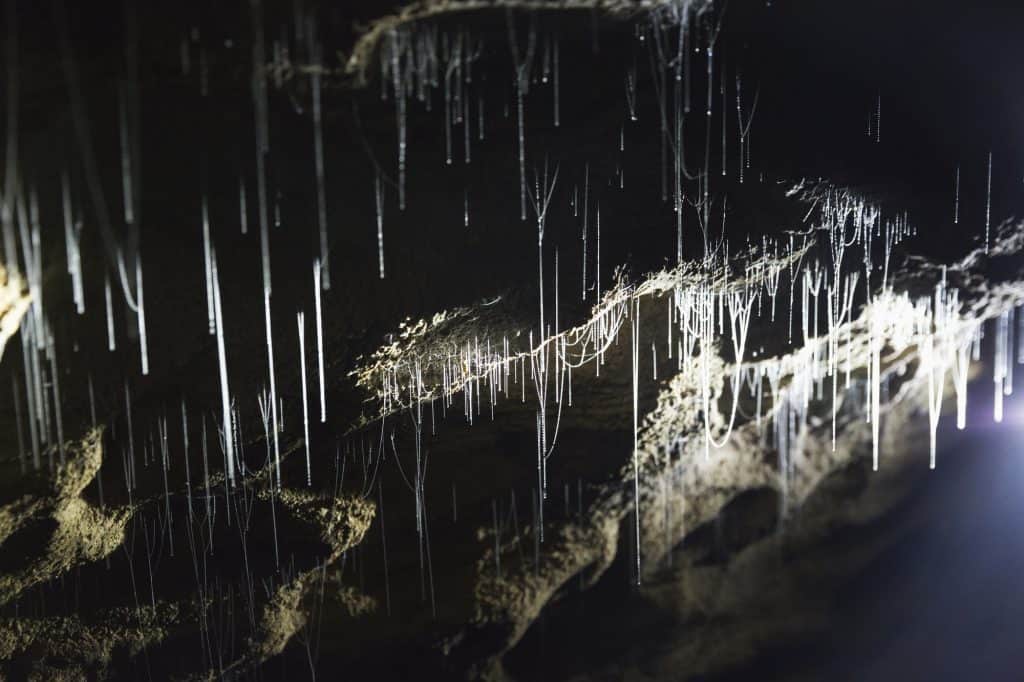 Waitomo Caves in New Zealand's North Island