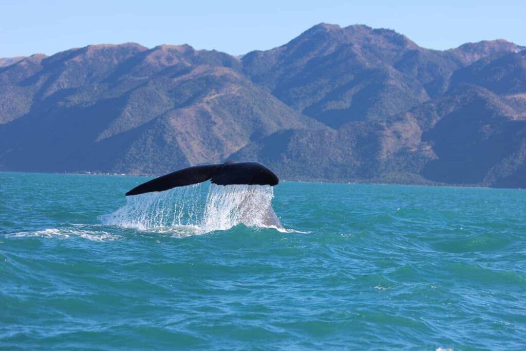 Whale watching in Kaikoura.