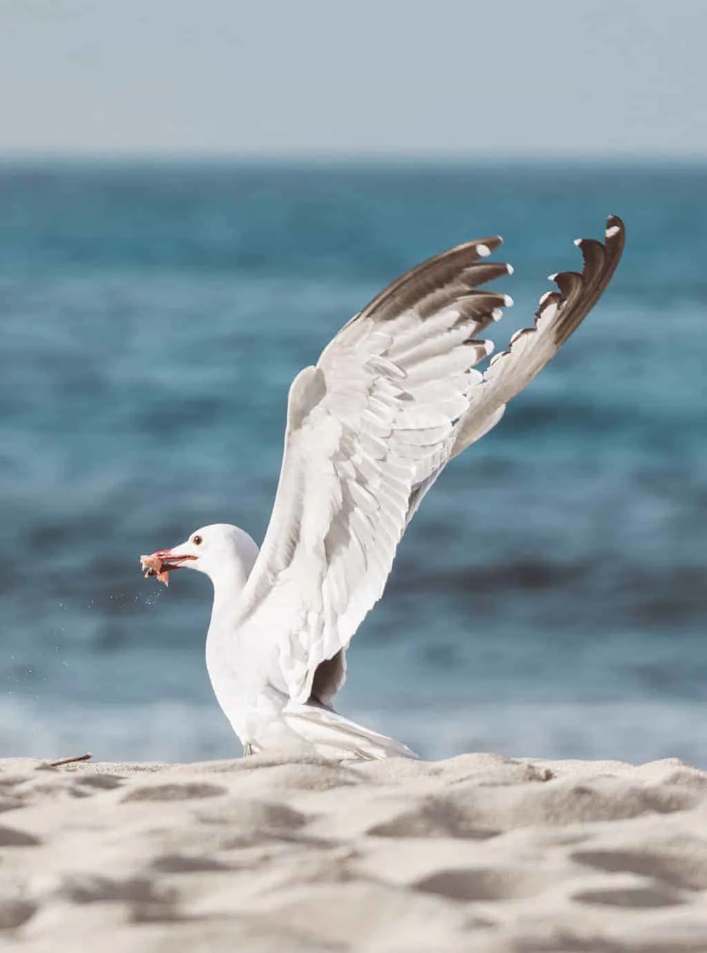 Seagull on a beach in Mallorca
