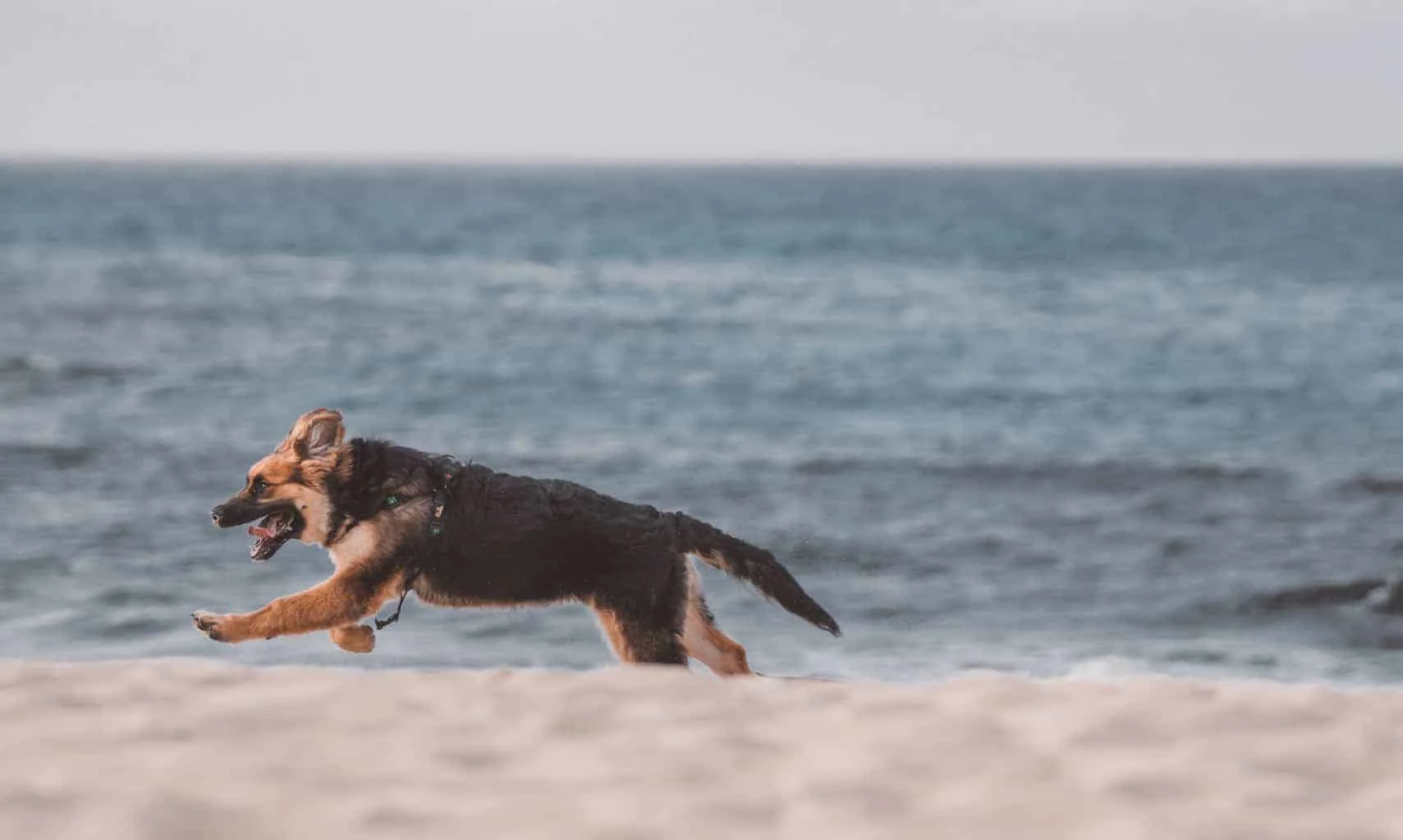 Dog on beach in Mallorca