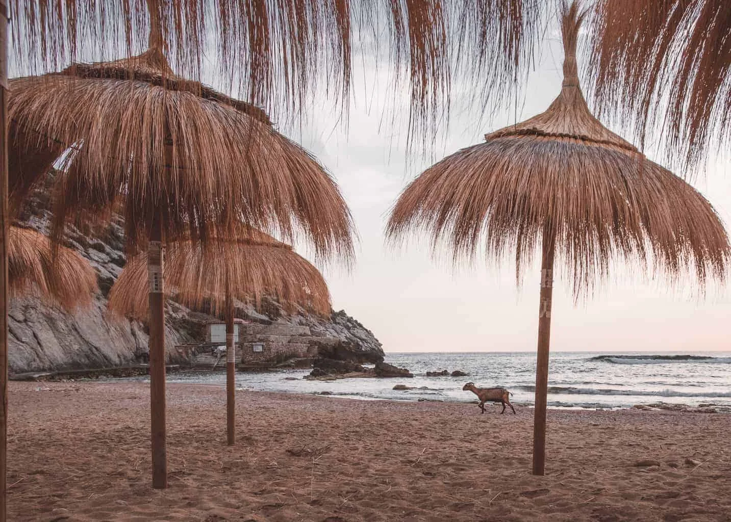 Goat on a beach in Mallorca